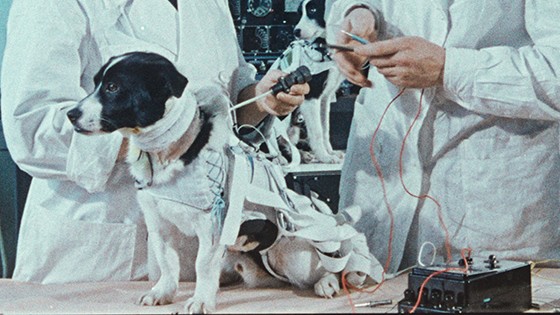 
 «На всех фото с собаками-космонавтами появлялась одна и та же женщина. В ней было что-то материнское»
 